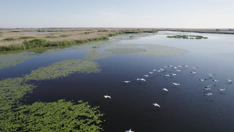 Drone-wildlife-large-bird-shot-flying-over-flock-of-pelicans-on-large-lake-in-Danube-Delta-Romania