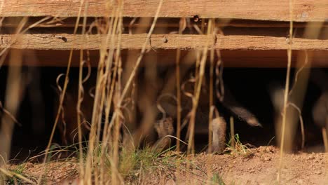 An-American-Red-Fox-cub-finding-shelter-on-the-floor-underneath-an-urban-structure