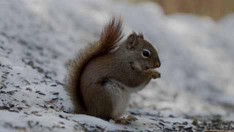 Entzückendes-Rotes-Eichhörnchen,-Das-Sich-Auf-Winterboden-Ernährt