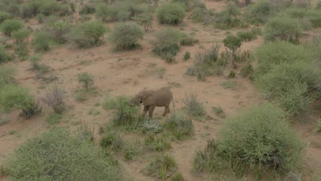 Aerial-drone-circle-shot-of-Elephants-grazing-trees-in-Samburu,-Kenya