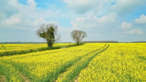 A-fascinating-drone-shot-of-a-rapeseed-crop-with-two-trees-and-a-scenic-country-road-under-a-clear-blue-sky