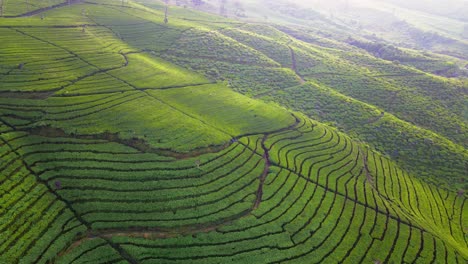 Aerial-view-of-beautiful-terraced-green-tea-plantation-on-the-hill-slide-in-the-morning