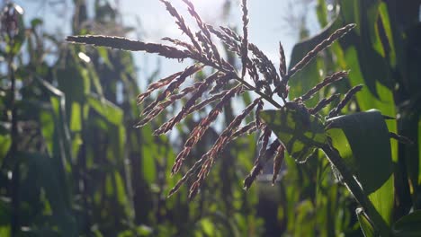 Corn-maize-plant-illuminated-by-sunlight