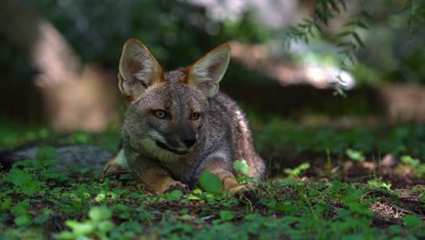 Fascinating-slow-motion-footage-of-an-inquisitive-gray-fox-following-its-intent-gaze,-its-captivating-curiosity-in-action