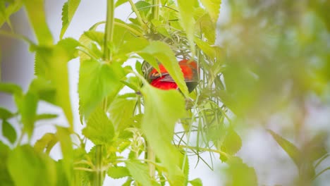 Pájaro-Obispo-Rojo-Del-Sur-Saltando-En-Ramitas-Verdes-Mientras-Teje-El-Nido