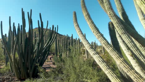 Paisaje-Botánico-Del-Desierto-Con-Cactus-De-Tubo-De-órgano:-Fondo:-Pan-A-La-Izquierda