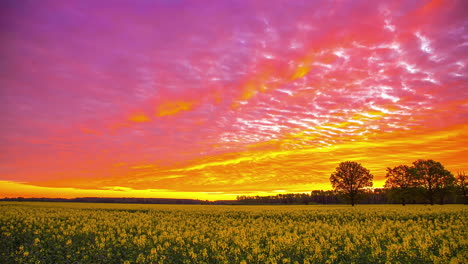 Time-lapse-of-clouds-moving-in-colorful-sky-at-sunset-over-field-of-yellow-flowers