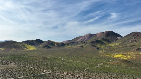 Wildflowers-bloom-in-the-Mojave-Desert-landscape-after-a-wet-spring---aerial-pull-back-reveal