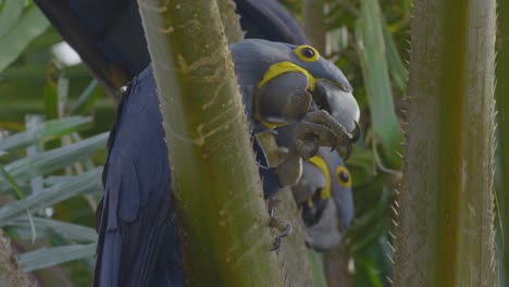 Guacamayos-Azules-En-Un-árbol-Buriti-En-Pantanal---Uno-Está-Comiendo-Una-Fruta