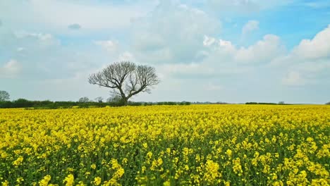 A-beautiful-panoramic-drone-footage-of-a-rapeseed-crop-with-two-trees-and-a-scenic-country-road-under-a-blue-sky