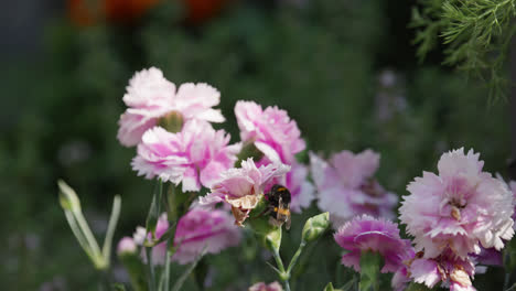 Honey-Bumble-bee-collecting-pollen-from-pink-and-purple-Carnation-flowers,-on-a-sunny-summers-day