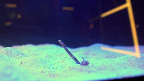 Handheld-close-up-view-of-a-solitary-garden-eel-in-a-giant-fish-tank,-isolated-and-controlled-aquarium-environment