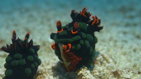 Incredible-nudibranch-couple-showing-eggs