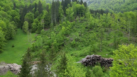 árboles-Altos-Y-Sombreados-En-Un-Bosque-En-La-Orilla-Del-Lago-Klöntalersee,-Cantón-De-Glarus,-Suiza