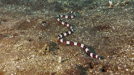 Banded-snake-eel-meanders-across-sandy-seabed-in-search-of-prey