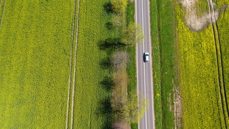Aerial-Birds-Eye-View-Traffic-Driving-Past-In-Between-Yellow-Green-Rapeseed-Field