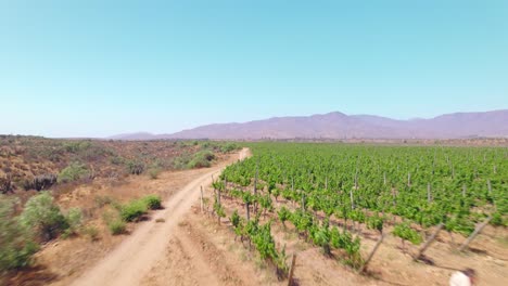 Viticultor-En-El-Trabajo-Supervisando-Viñedos-En-El-Valle-De-Limari,-Chile,-Asegurando-Un-Crecimiento-Saludable-De-Las-Vides-Y-Una-Producción-De-Uva-De-Alta-Calidad