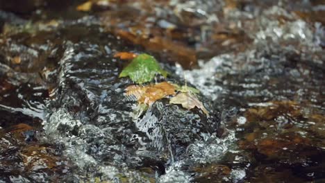 Maple-leaves-caught-against-mossy-rock-under-creek-water,-slow-motion