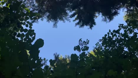 Vista-Panorámica-De-Las-Copas-De-Los-árboles-Verdes-Conduciendo-Por-El-Bosque