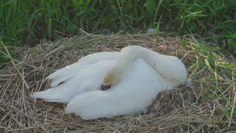 Zeitlupenansicht-Eines-Weißen-Schwans,-Der-Auf-Einem-Nest-Sitzt