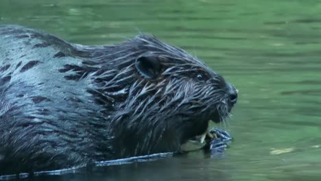 Slow-motion-close-up-view-of-wet-beaver-in-river-chewing-on-bark