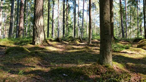 Kiefern-Im-Wald-Bei-Sonnenuntergang-In-Finnland,-Zeitraffer