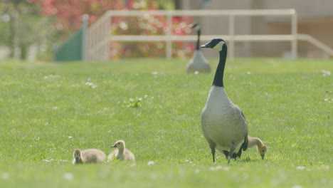 Canada-goose-and-goslings-on-garden-lawn-in-sunny-day