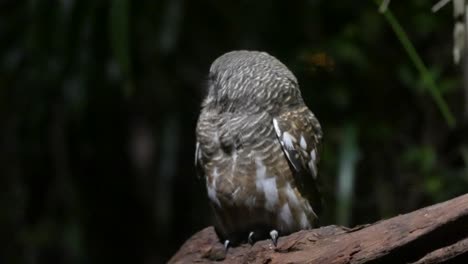 Closeup-Of-Spotted-Owlet-Sitting-On-The-Tree-Branch-In-The-Zoo