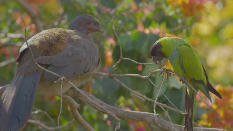 Speckled-Chachalaca-and-a-Nanday-Parakeet-next-to-each-other-on-a-tree---amazing-beautiful-birds-from-Brazils-Pantanal