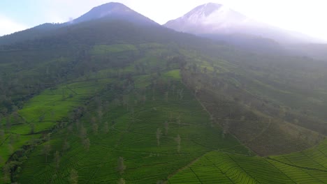 Luftaufnahme-Einer-Wunderschönen-Naturlandschaft-Mit-Grüner-Teeplantage-Am-Hang-Des-Berges-Am-Morgen