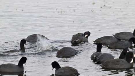 American-Coot--flock-feeding-in-a-lake,-Florida