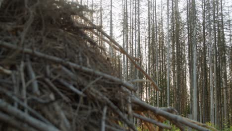Pile-of-dead-tree-branches-with-dry-spruce-forest-hit-by-bark-beetle-disaster-in-Czech-countryside-in-the-background
