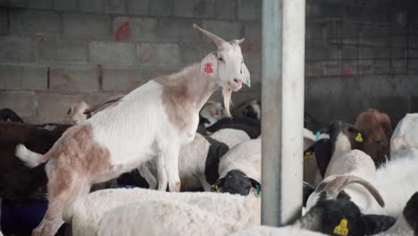 A-goat-stands-above-a-mixed-herd-of-goats-and-black-faced-sheep-in-a-farm-building