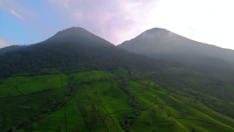High-angle-view-drone-camera-of-tea-plantation-on-the-slope-of-mountain-in-the-morning