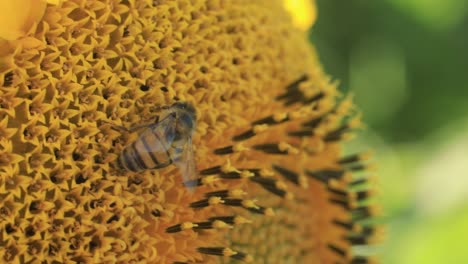 A-honey-bee-collects-pollen-and-nectar-from-a-sunflower