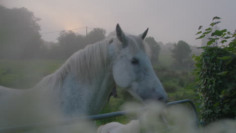 Weißes-Pferd-Und-Pony-Im-Frühen-Morgennebel