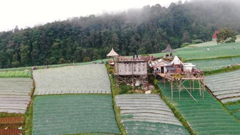 Small-wooden-hut-in-middle-of-lonjang-plantation-in-Indonesia,-aerial-view