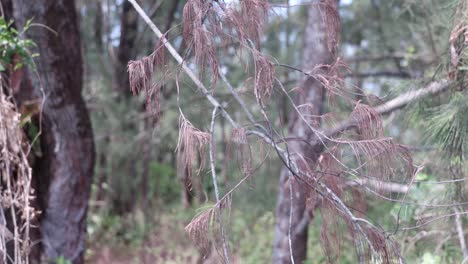 Dried-pine-tree-in-gentle-breeze