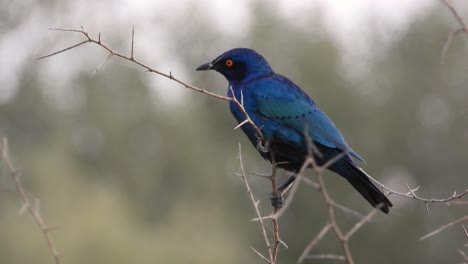 A-beautiful-Cape-Starling-sits-high-in-a-tree-on-a-thin-twig