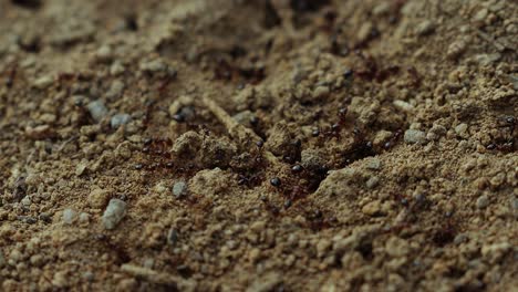 Nahaufnahme-Von-Ameisenarbeitern,-Die-Erde-Bewegen-Und-Einen-Ameisenhaufen-Bauen