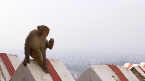 Junger-Affe-Mit-Juckendem-Kopf-Am-Wandrand-Mit-Blick-Auf-Smogbedecktes-Kathmandu-Im-Hintergrund,-Kamerafahrt