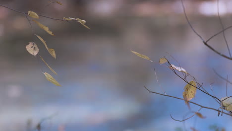 Herbstblätter-Mit-Wasser-Im-Hintergrund