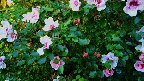 Pink-roses-growing-on-a-rose-bush-in-an-English-garden-in-the-U