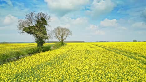 A-stunning-slow-motion-aerial-view-of-a-yellow-rapeseed-crop-with-trees-and-a-country-road-in-the-distance-captured-by-a-drone