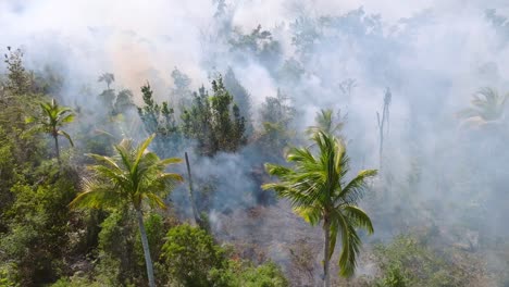 Humeante-Incendio-En-La-Jungla,-Causa-De-La-Desaparición-De-La-Selva-Tropical-Del-Aumento-De-La-Temperatura-Global