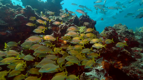 School-of-yellowtail-snappers-on-a-reef-in-Cancun-Mexico