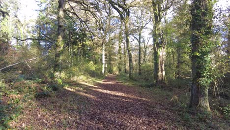 Forward-shot-walking-along-a-path-through-trees-at-Ashclyst-Forest-South-West-England