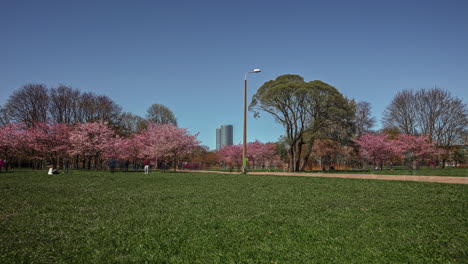 Blühende-Kirschbäume-In-Einem-Stadtpark-Mit-Menschen,-Die-Auf-Den-Wegen-Spazieren-–-Tagsüber-Zeitraffer