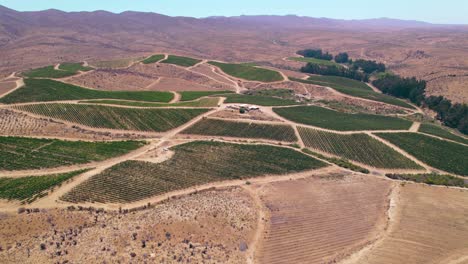 Panorama-Of-Semi-Arid-Landscape-With-Vineyards-In-Fray-Jorge,-Limari-Valley,-Chile