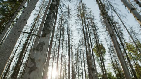 Dead-dry-damaged-trunks-in-spruce-forest-hit-by-bark-beetle-in-Czech-countryside-from-bellow